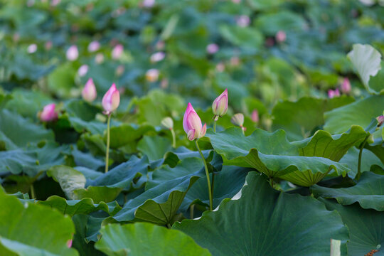 夏荷