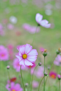 格桑花