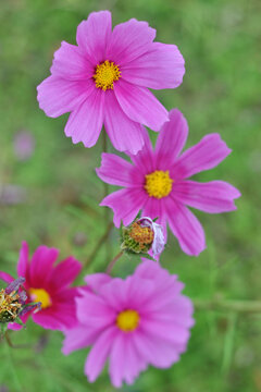 格桑花