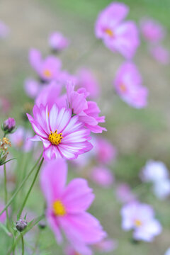 格桑花