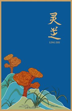 灵芝插画