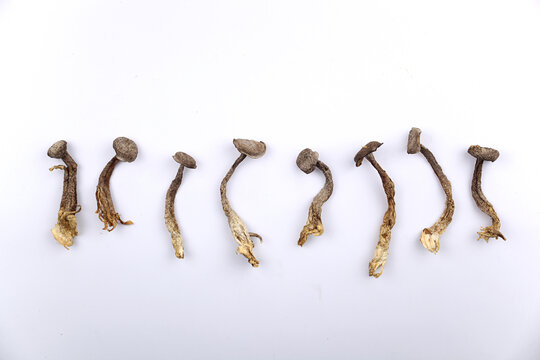 鹿茸蘑菇