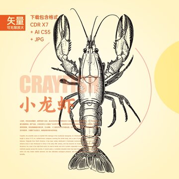 矢量小龙虾