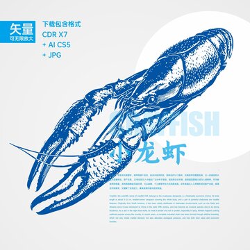小龙虾线稿