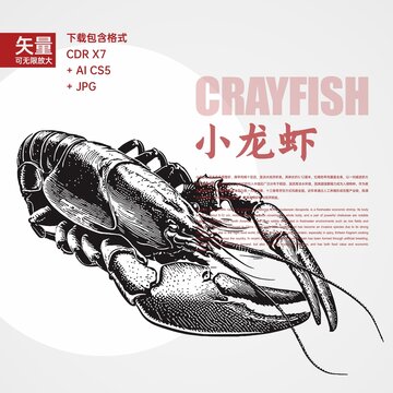版画小龙虾