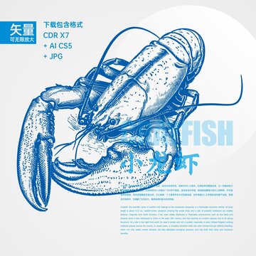 小龙虾插图
