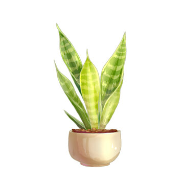 金边虎皮兰