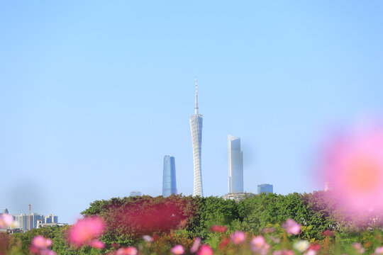海珠湖格桑花