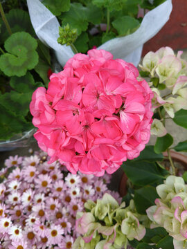 秀球花