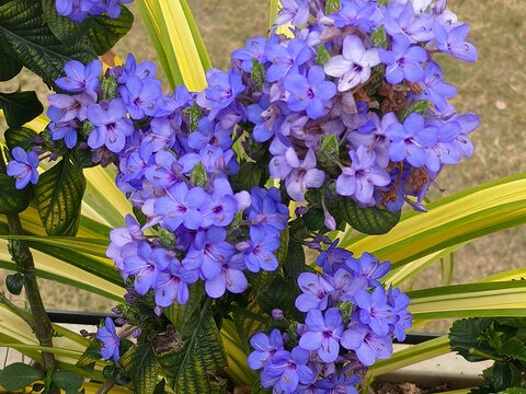喜花草