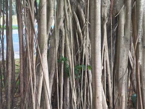 树根