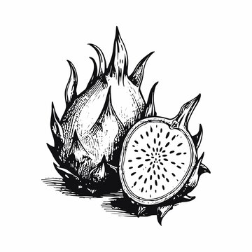 矢量火龙果插图
