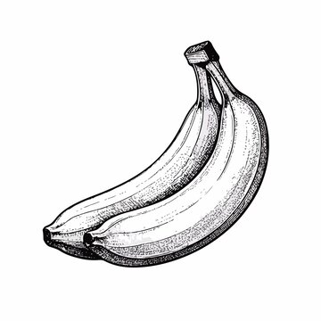 矢量香蕉插图
