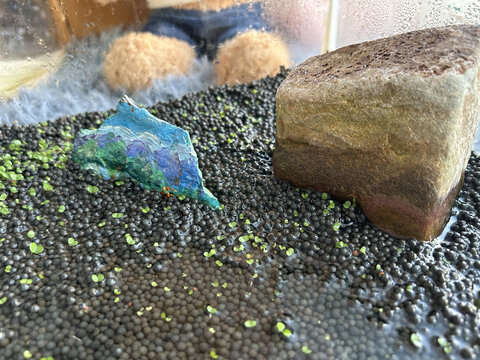 水草发芽
