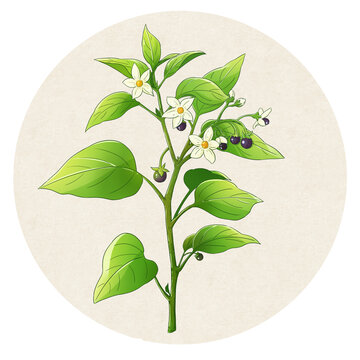 龙葵中草药插画