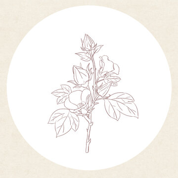 洛神花插画线稿