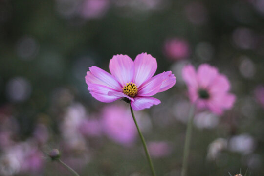 格桑花
