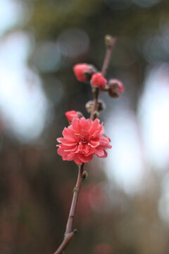 桃花