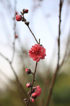 桃花