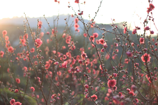 桃花