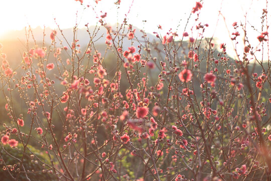 桃花