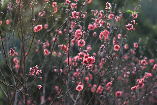 桃花