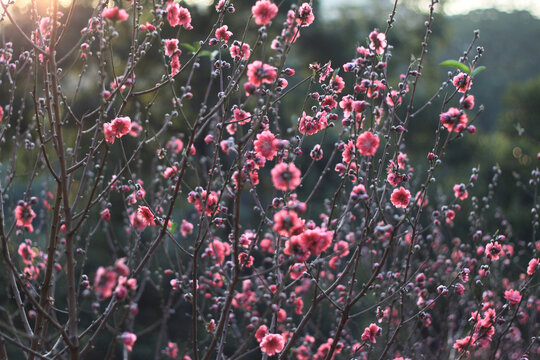 桃花