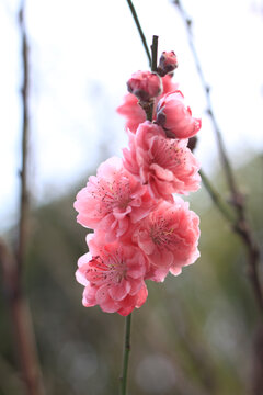 桃花