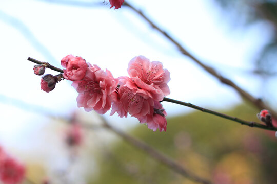 桃花