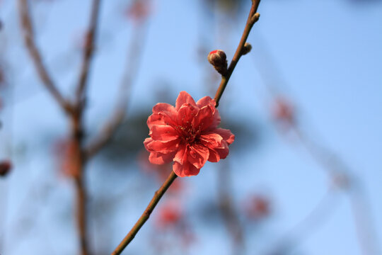 桃花