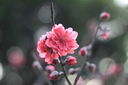 桃花