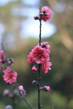 桃花