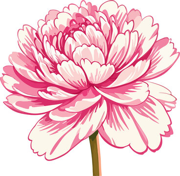 牡丹花矢量插画粉色