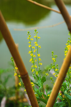 竹旁水边绽放的金黄油菜花特写