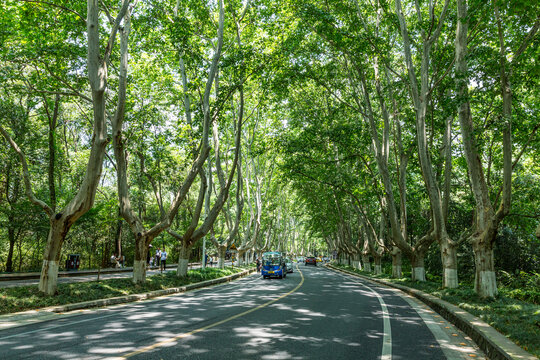 南京梧桐大道