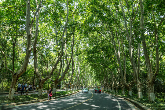 南京梧桐大道