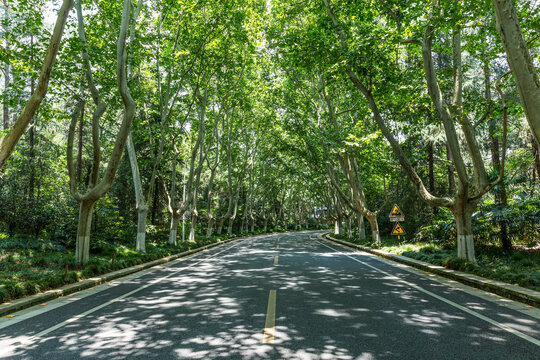 南京梧桐大道