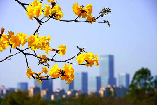 黄花风铃南宁城市建筑背景