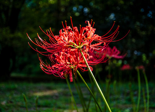 红花石蒜花