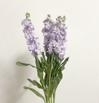 紫罗兰花束