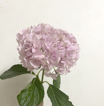 绣球花