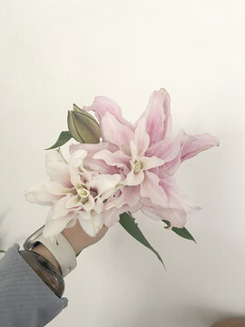 重瓣百合花