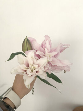 重瓣百合花