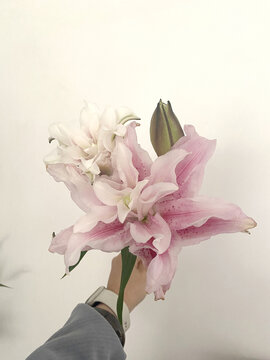 重瓣百合花