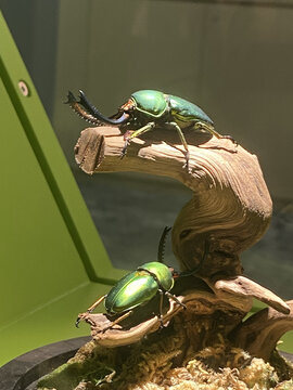 金龟子