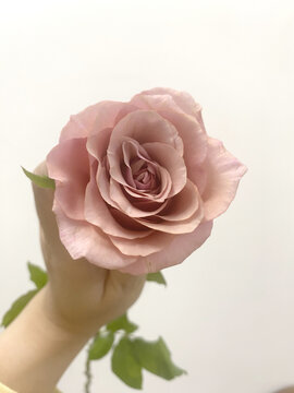 月季花