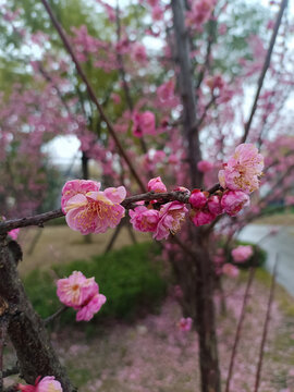 梅花