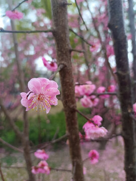 梅花