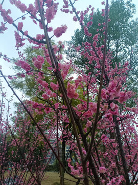 梅花