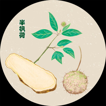 手绘中药半枫荷包装插画